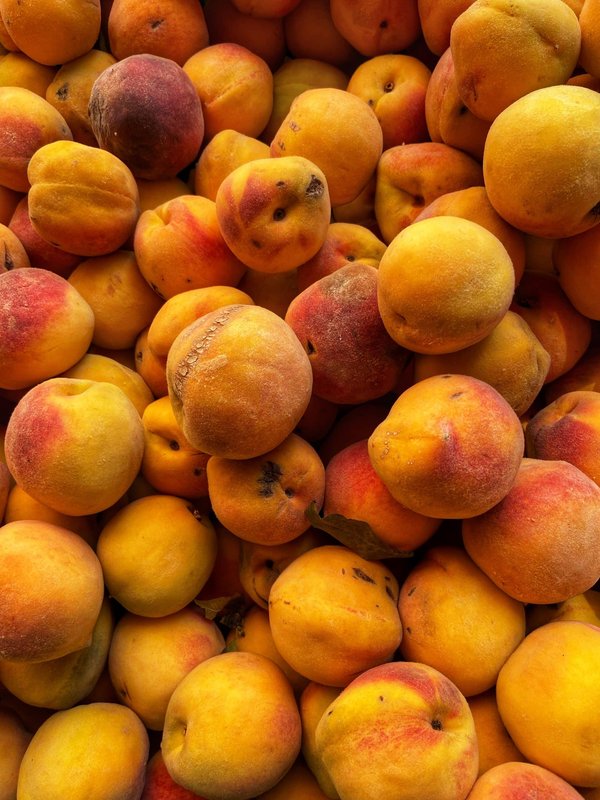 Où trouver les meilleures expériences de pêche traditionnelle au Japon : techniques et lieux ?